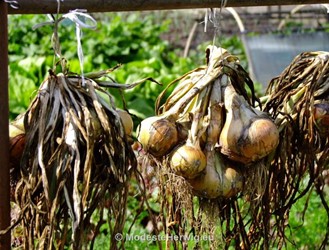 Moestuin: volkstuinen 
Uien oogsten, ophangen om te drogen 
Allium cepa cepa
MHGP-Anneke Beemer
VTV De Brinken