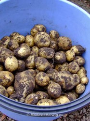 Moestuin: volkstuinen 
Aardappels oogsten 
Solanum tuberosum
MHGP-Anneke Beemer
VTV De Brinken