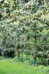 Berceau
Pyrus
Peer
MHGP-Anneke Beemer
Fruitpark Groenz