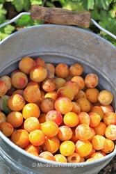 Tuinen Nederland 
Prunus domestica Mirabel de Nancy
MHGP- Anneke Beemer
Volkstuin De Brinken - Anneke Beemer
