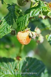 Tuinen Nederland 
Rubus idaeus fallgold
Gele herfstframboos
MHGP- Anneke Beemer
Volkstuin De Brinken - Anneke Beemer