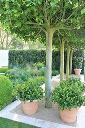 Tuinen Engeland 
Telegraph Garden
Design: Del Buono Gazerwitz
Chelsea Flower Show2014