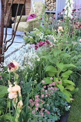 Tuinen Engeland 
Aquilegia, Cirsium rivulare, Astrantia, Iris, Digitalis
Chelsea Flower Show2014