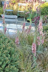 Tuinen Engeland 
KHORA Ltd
Verbascum, Carex
Louis Calmels
Chelsea Flower Show2014