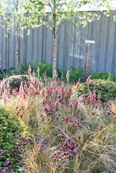 Tuinen Engeland 
KHORA Ltd
Betula, Verbascum, Aquilegia, Carex
Louis Calmels
Chelsea Flower Show2014