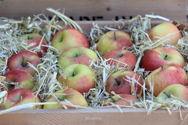 Malus
Appels in houten bak met stro
Appel