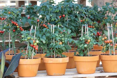 Moestuin: Planten
Lycopersicon
Cherry tomato in pot