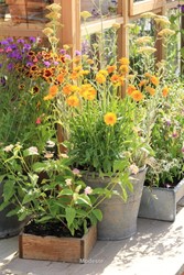 Tuinonderdelen: potten
Potten met vaste planten bij kasje
Verbena, Coreopsis, Lantana, Achillea
Hampton Court Palace Flower Show 2014
