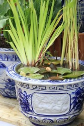 Tuinonderdelen: Vijver
Chinese schaal als mini vijver
met waterlelie en iris