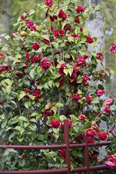 Camellia japonica
Camelia