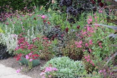 Border in roze en rood
Dianthus, Dahlia, Salvia, Antirrhinum
Hyde Hall