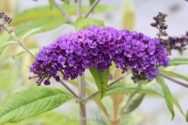 Tuinen Nederland 
Buddleja davidii Potter's Purple
Vlinderstruik
Tuinen van Appeltern
overig
Copyright Modeste Herwig
