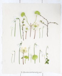 Voorjaar 
Voorjaarsbloemen op wit 
Galanthus, Viola, Viburnum, Helleborus, Prunus
overig
Copyright Modeste Herwig