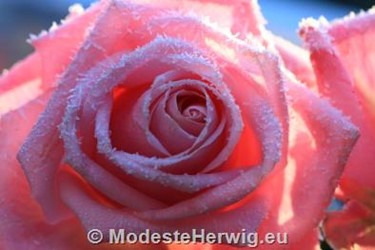 Rosa
Roos met rijp 
Roos
rozen
Copyright Modeste Herwig