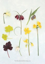 Potten-voorjaar 
Fritillaria meleagris, Fritillaria michailovskyi, Narcissus, Heuchera
overig
Copyright Modeste Herwig
