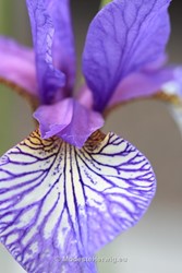 Tuinen Engeland 
Iris sibirica Dear Delight
Breezy Knees Garden
Garden features
Copyright Modeste Herwig
