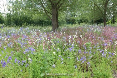 Tuinen Engeland 
Breezy Knees Garden
Garden features
Copyright Modeste Herwig