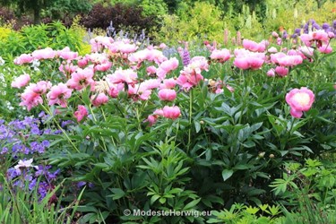 Tuinen Engeland 
Paeonia
Breezy Knees Garden
Garden features
Copyright Modeste Herwig
