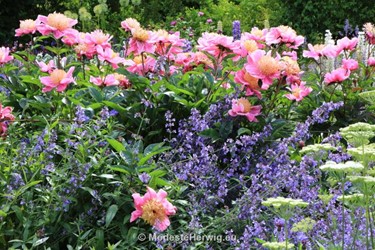 Tuinen Engeland 
Paeonia, Nepeta
Breezy Knees Garden
Garden features
Copyright Modeste Herwig