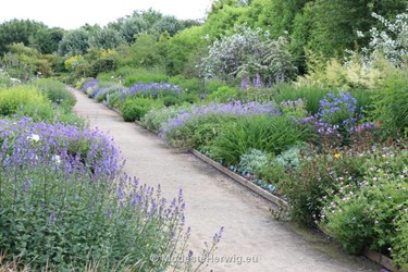 Tuinen Engeland 
Border
Nepeta
Breezy Knees Garden
Garden features
Copyright Modeste Herwig