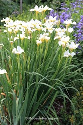 Tuinen Engeland 
Iris sibirica Dreaming Yellow
Breezy Knees Garden
Garden features
Copyright Modeste Herwig