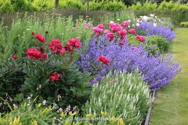 Tuinen Engeland 
Border
Paeonia, Nepeta, Salvia
Breezy Knees Garden
Garden features
Copyright Modeste Herwig