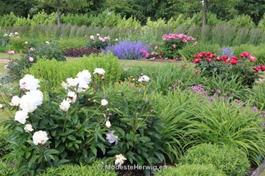 Tuinen Engeland 
Paeonia
Breezy Knees Garden
Garden features
Copyright Modeste Herwig