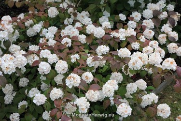 Tuinen Engeland 
Viburnum plicatum Rosace
Breezy Knees Garden
Garden features
Copyright Modeste Herwig