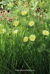 Tuinen Engeland 
Potentilla recta
Breezy Knees Garden
Garden features
Copyright Modeste Herwig
