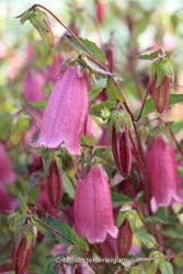 Tuinen Engeland 
Campanula Ringsabell Mulberry Rose
Breezy Knees Garden
Garden features
Copyright Modeste Herwig