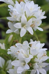 Tuinen Engeland 
Campanula glomerata Alba
Breezy Knees Garden
Garden features
Copyright Modeste Herwig