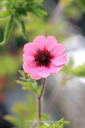 Tuinen Engeland 
Potentilla nepalensis Miss Willmott
Breezy Knees Garden
Garden features
Copyright Modeste Herwig