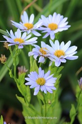 Tuinen Engeland 
Kalimeris incisa Blue Star
Breezy Knees Garden
Garden features
Copyright Modeste Herwig