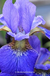 Tuinen Engeland 
Iris sibirica Welcome Return
Breezy Knees Garden
Garden features
Copyright Modeste Herwig