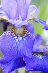 Tuinen Engeland 
Iris sibirica Welcome Return
Breezy Knees Garden
Garden features
Copyright Modeste Herwig