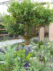Tuinen Engeland 
The Lemon Tree Trust Garden
Design: Tom Massey
Chelsea Flower Show2018
niet ingedeeld
Copyright Modeste Herwig